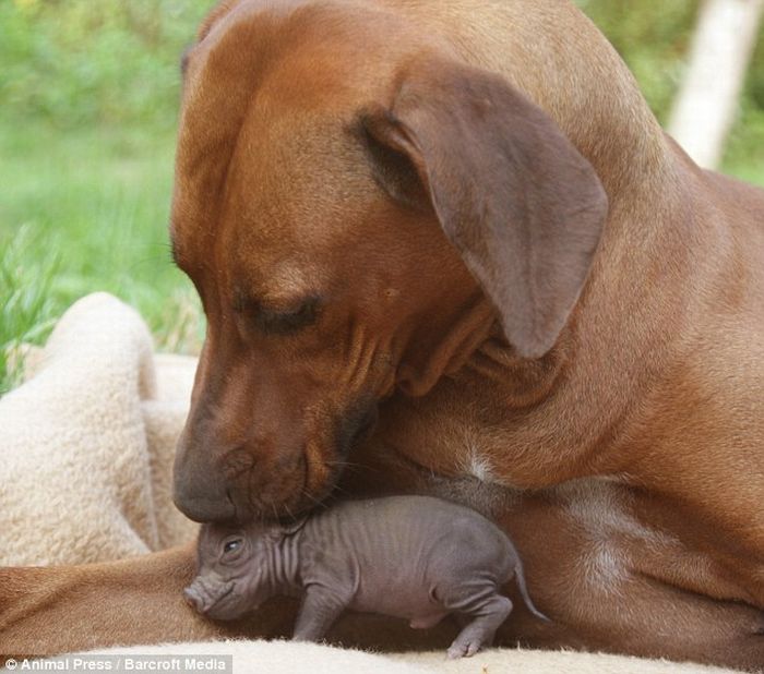 Abandoned piglet adopted by dog (4 pics)