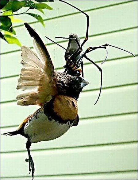 Bird-eating insects (11 pics)