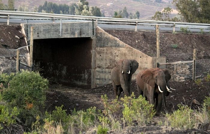 Africa’s First Elephant Underpass (4 pics)