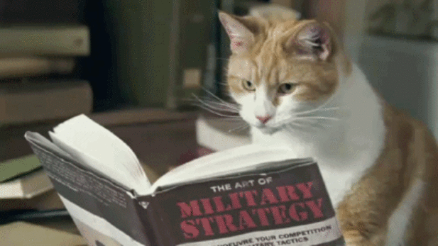 cats_reading_books_19.gif